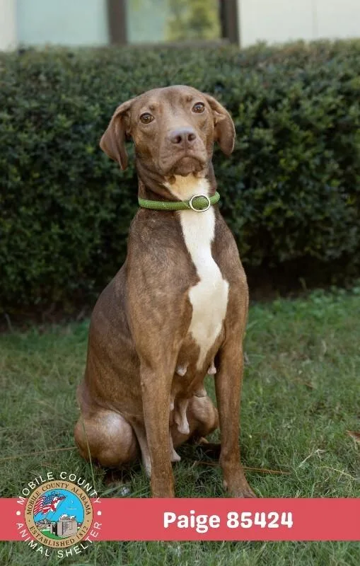 An adult medium-sized female Brindle Mixed Breed dog named Paige for adoption in Mobile, AL