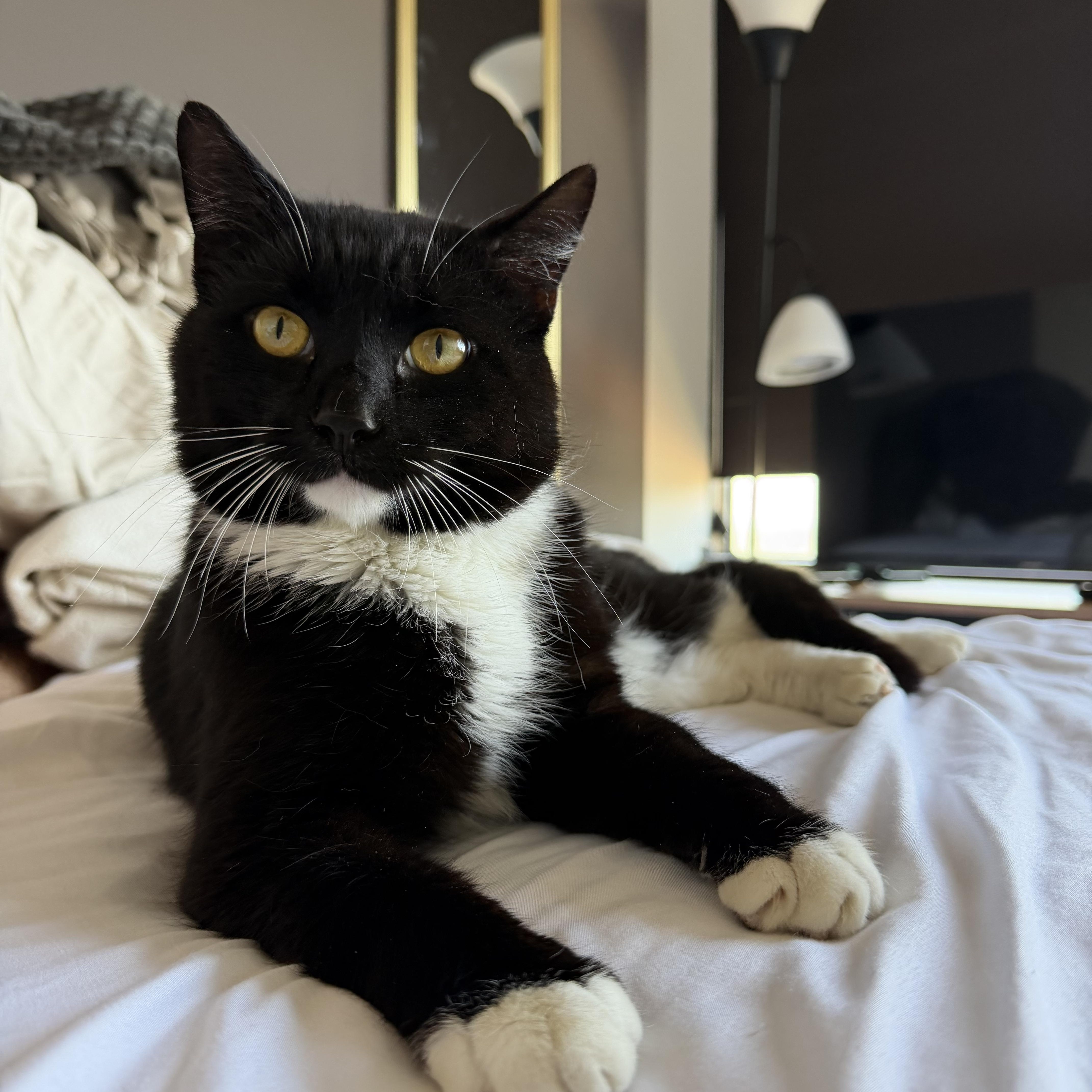 An adult large-sized male Black & White / Tuxedo Tuxedo cat named Freddie for adoption in Columbia, SC