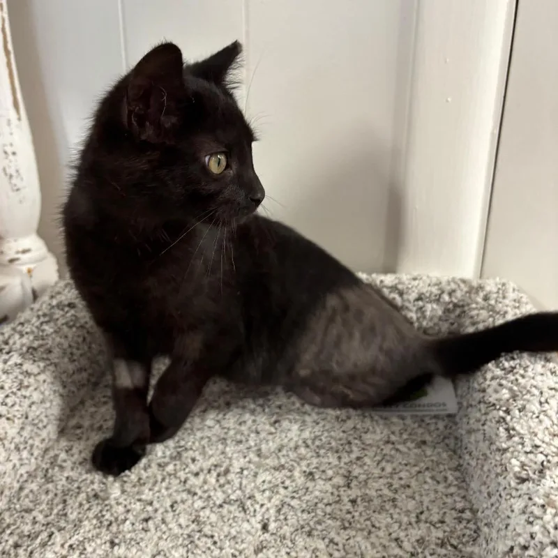 A baby small-sized female Black Domestic Short Hair cat named Destiny for adoption in Granville, OH