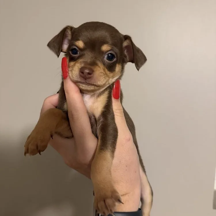 A baby small-sized female Brown / Chocolate Chihuahua dog named Calypso for adoption in LEMONT, IL