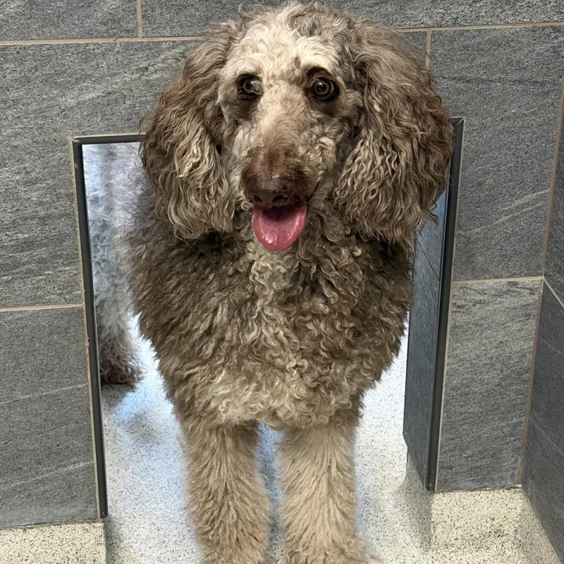 An adult large-sized female Gray / Blue / Silver Standard Poodle dog named Sadie Beth for adoption in Cooperstown, NY