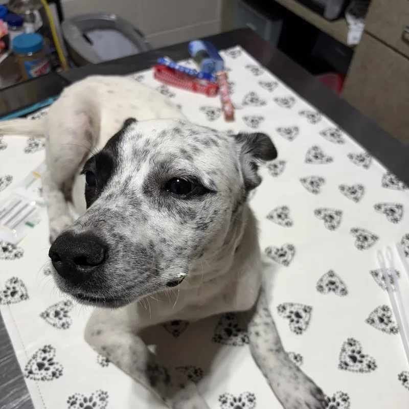 A young small-sized male White / Cream Mixed Breed dog named Lucky for adoption in Milton, FL