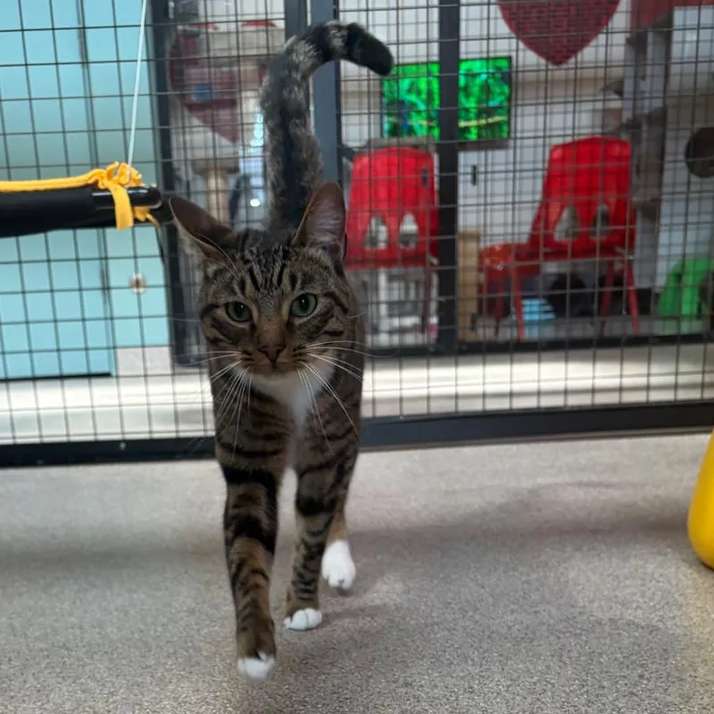 An adult medium-sized male Brown / Chocolate Domestic Short Hair cat named Frankie for adoption in Sarasota, FL