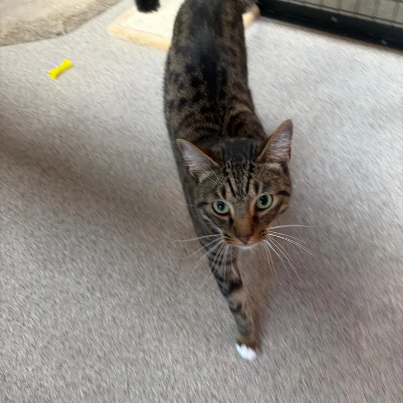 Frankie thumbnail 4