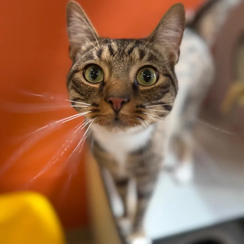 Frankie thumbnail 6