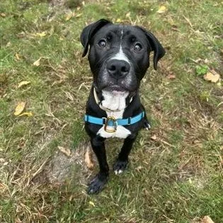 A young medium-sized male Pit Bull Terrier dog named BeetleJuice for adoption in Worcester, MA