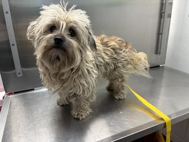 An adult small-sized male Shih Tzu dog named Dash Berlin for adoption in Antioch, CA