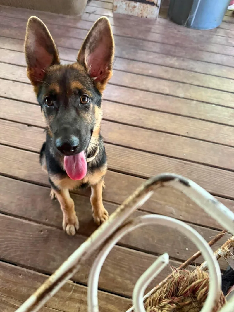 A baby medium-sized female Tricolor (Brown, Black, & White) German Shepherd Dog dog named Hera for adoption in Greeneville , TN