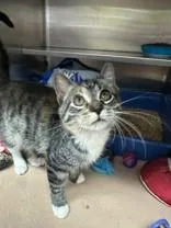 A young medium-sized female Calico Domestic Short Hair cat named Issa for adoption in Manitowoc, WI