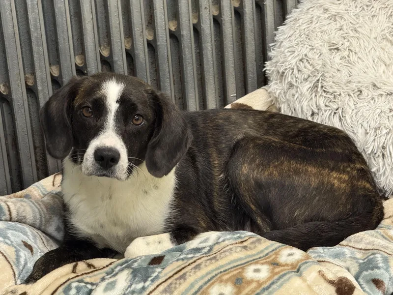 An adult small-sized female Brindle Beagle dog named Birdie for adoption in Delhi, NY