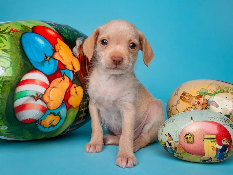 Tea Party: Earl Grey