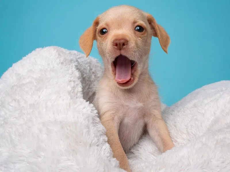 Tea Party: Earl Grey thumbnail 2