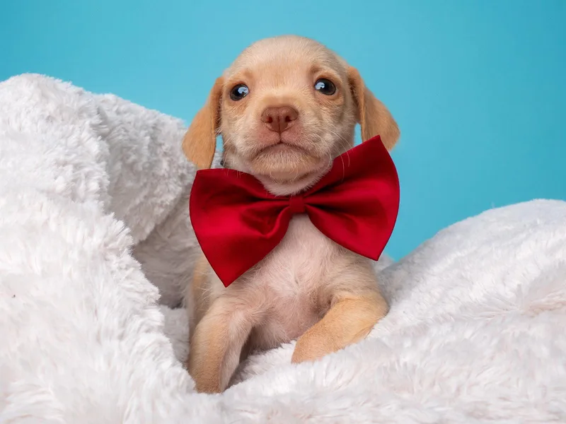 Tea Party: Earl Grey thumbnail 3