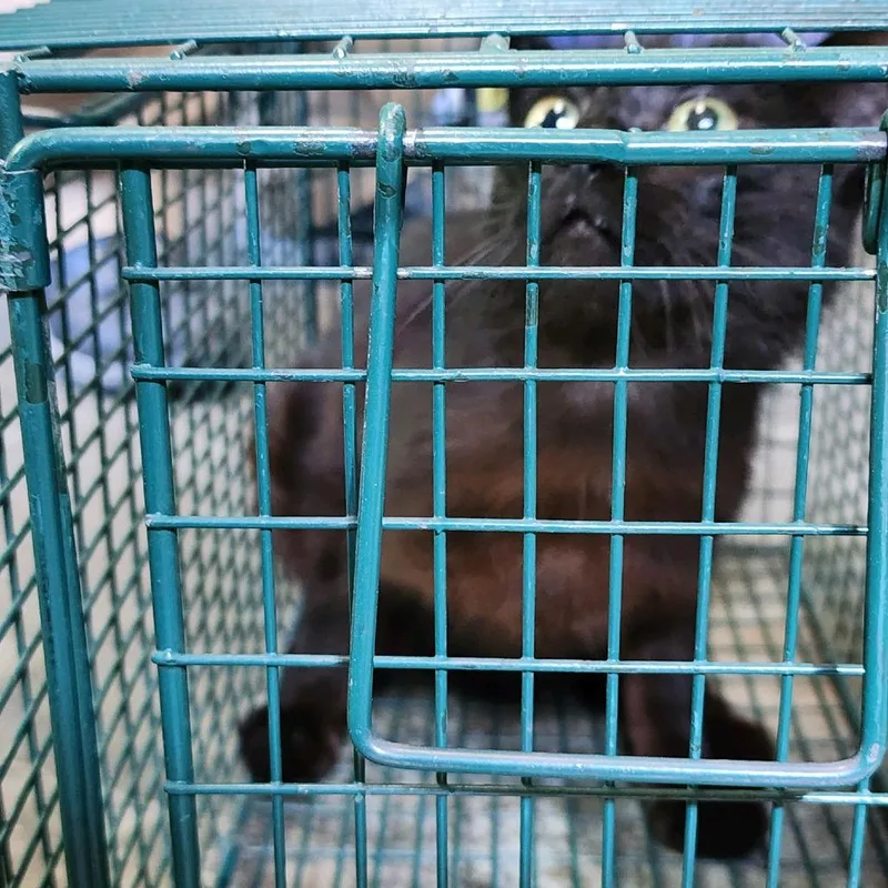 A young medium-sized female Black Domestic Short Hair cat named Darla for adoption in Columbus, NC