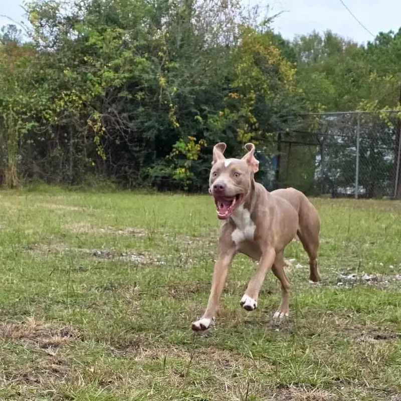 Henry Gale thumbnail 2