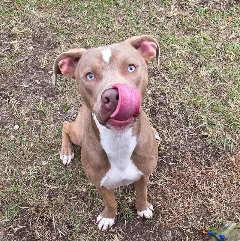 Henry Gale thumbnail 3