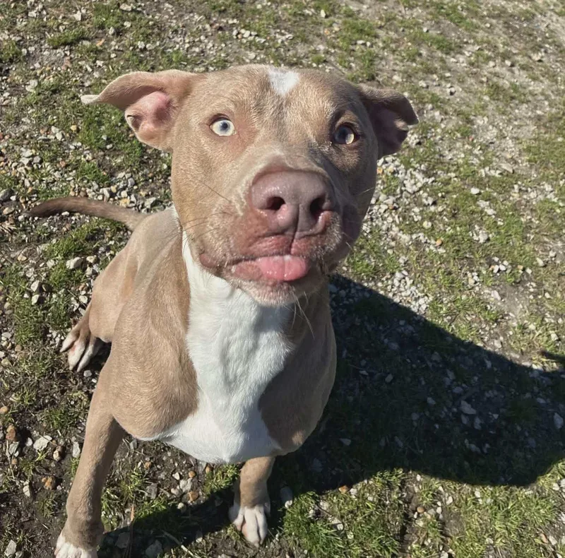 Henry Gale thumbnail 4