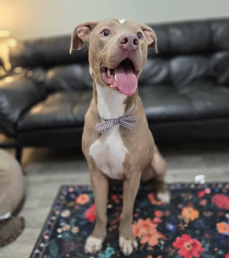 Henry Gale thumbnail 5