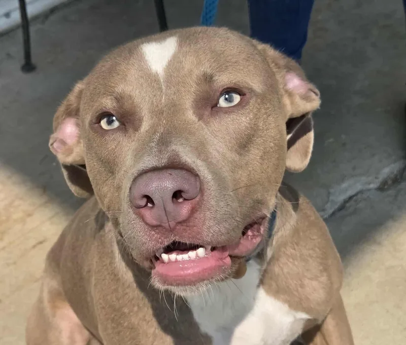 Henry Gale thumbnail 6