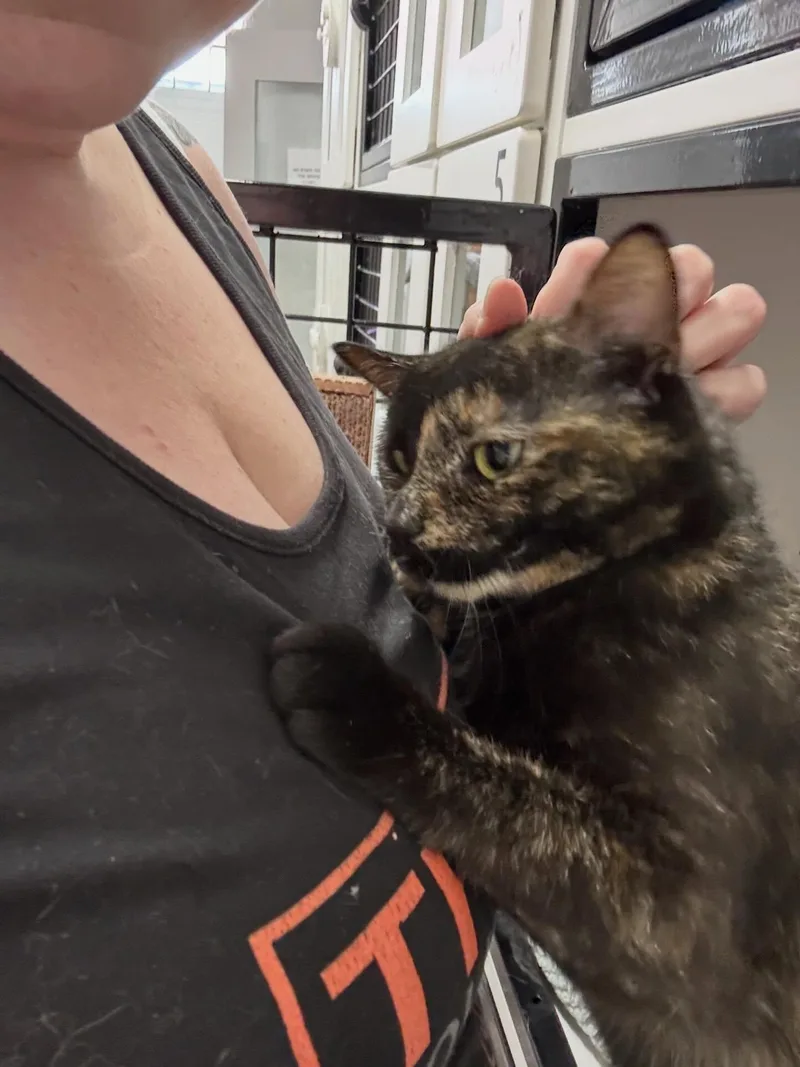 An adult medium-sized female Tortoiseshell Domestic Short Hair cat named Jackinthebox for adoption in Levittown, PA