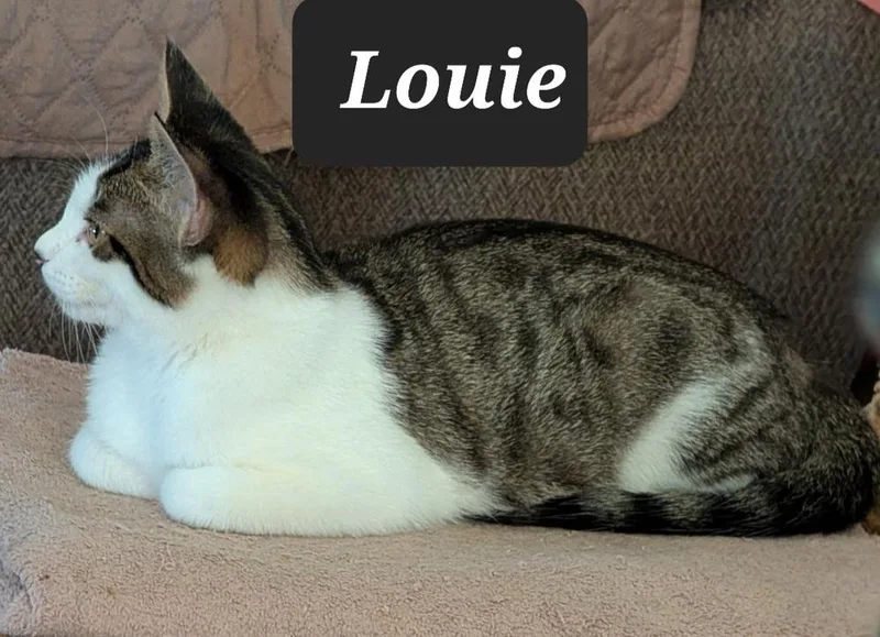 Louie thumbnail 3