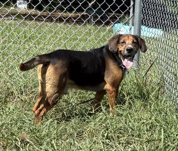An adult large-sized male Coonhound dog named Lucky for adoption in Virginia Beach, VA