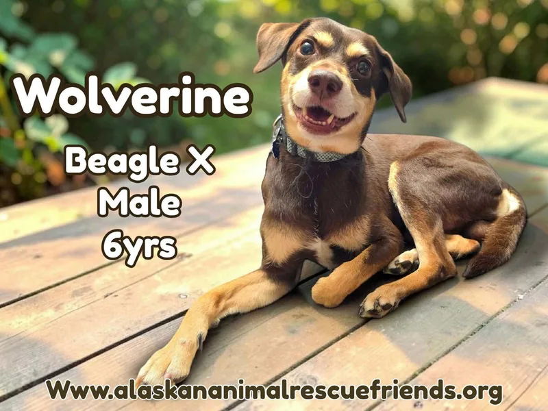 An adult medium-sized male Beagle dog named Wolverine for adoption in Anchorage, AK