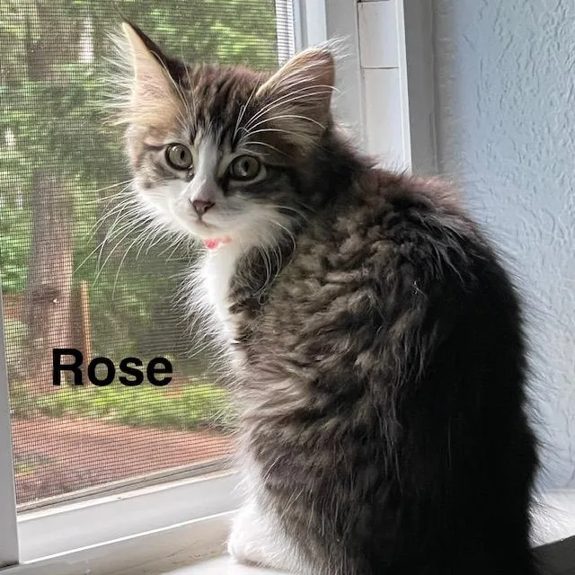 A baby medium-sized female Tabby (Brown / Chocolate) Domestic Medium Hair cat named Rose for adoption in Olympia, WA