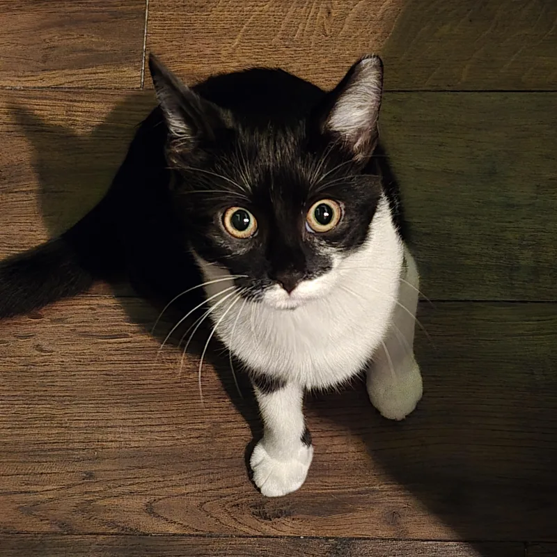 A young medium-sized female Black & White / Tuxedo Domestic Short Hair cat named Otter for adoption in Allison Park, PA