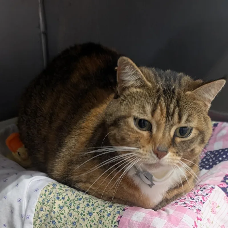 An adult small-sized female Calico Domestic Short Hair cat named Kit for adoption in Jefferson city, TN