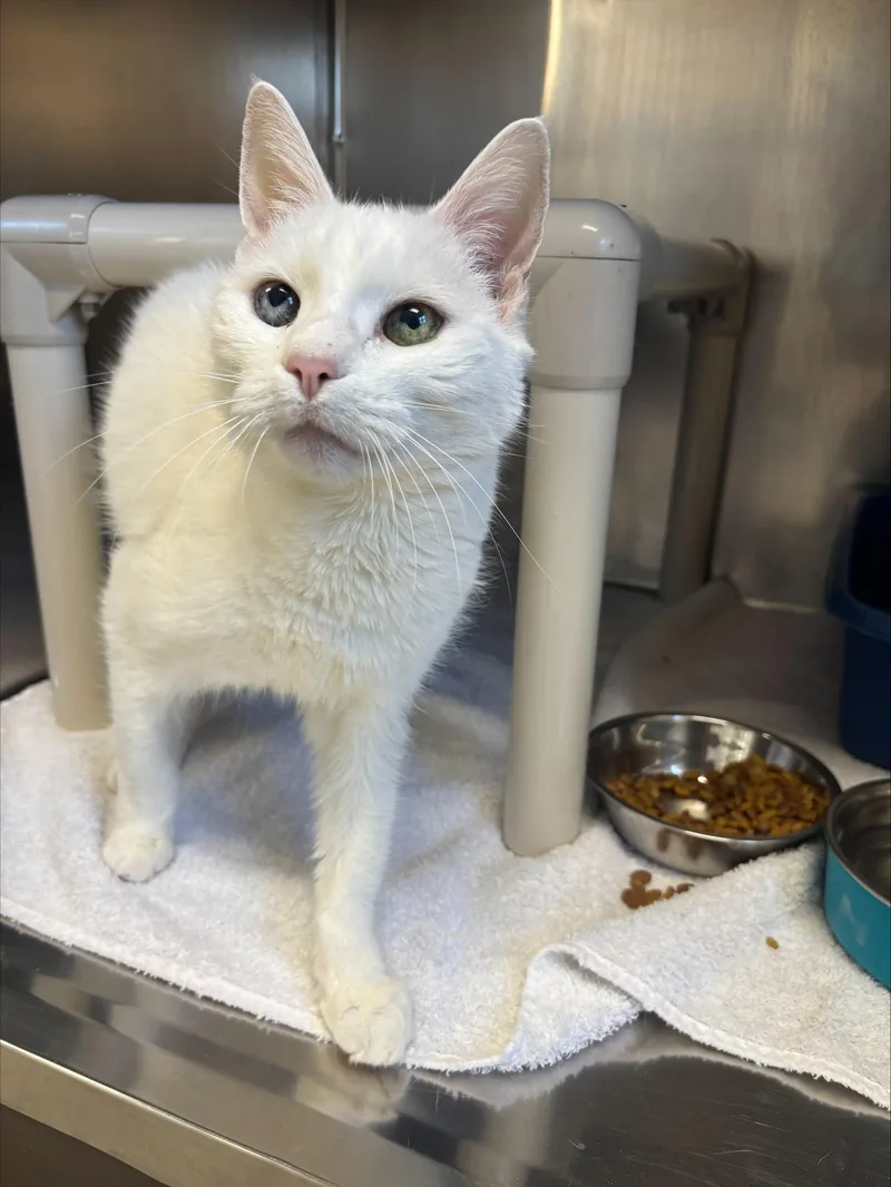 A senior medium-sized female White Domestic Short Hair cat named Puffy for adoption in Cranston, RI