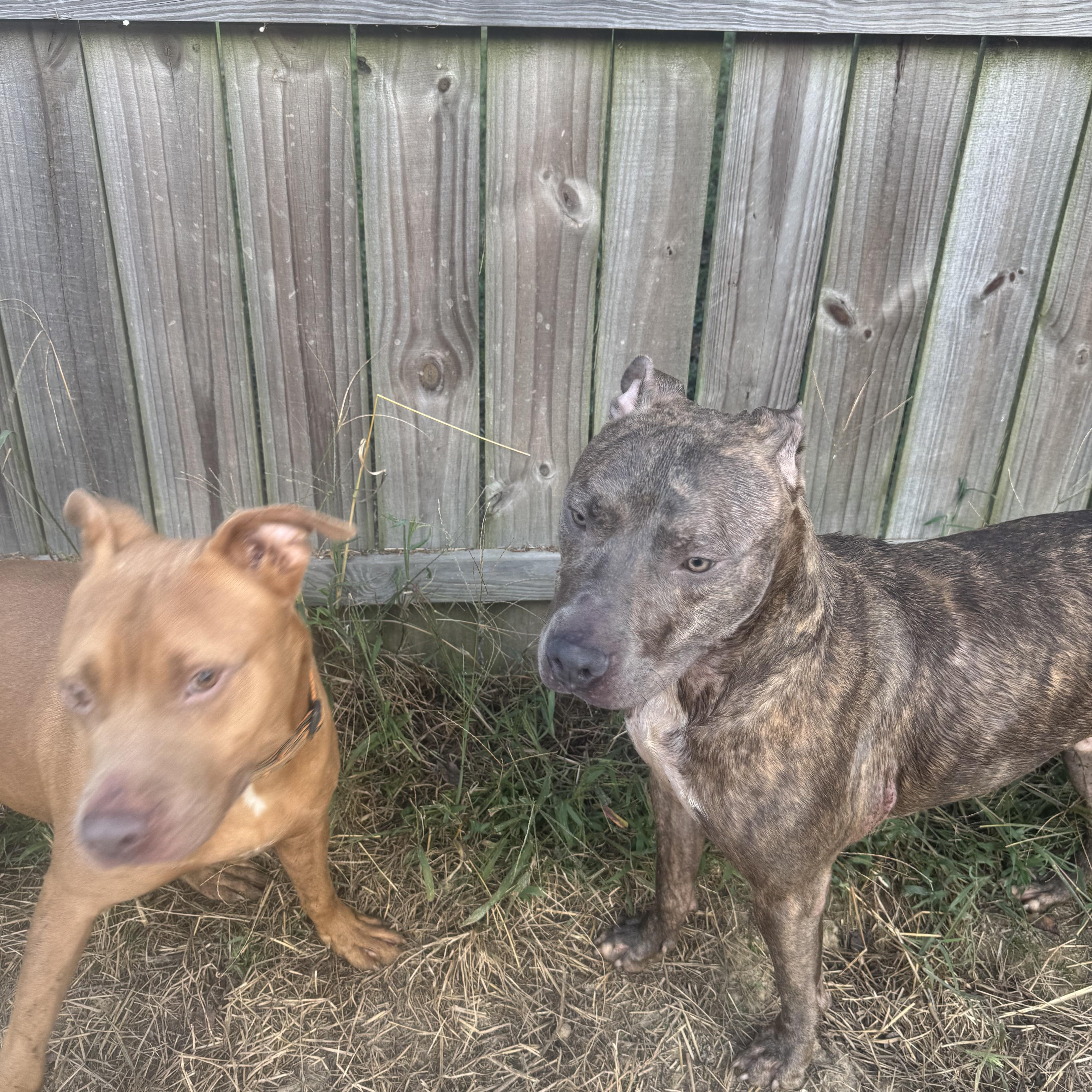 Vamos And Ken thumbnail 3