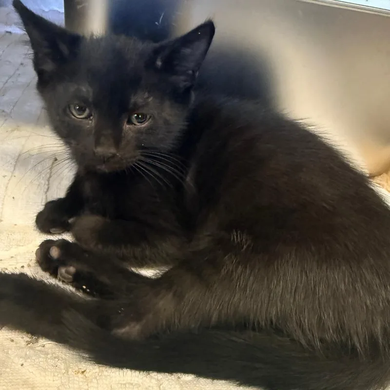 A baby small-sized female Black Domestic Short Hair cat named Mystique for adoption in Corinth, MS