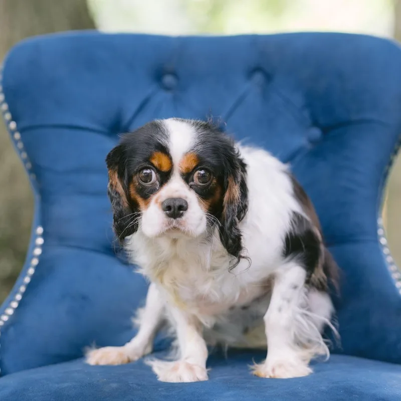 An adult small-sized female Cavalier King Charles Spaniel dog named Olympia for adoption in Zionsville, IN