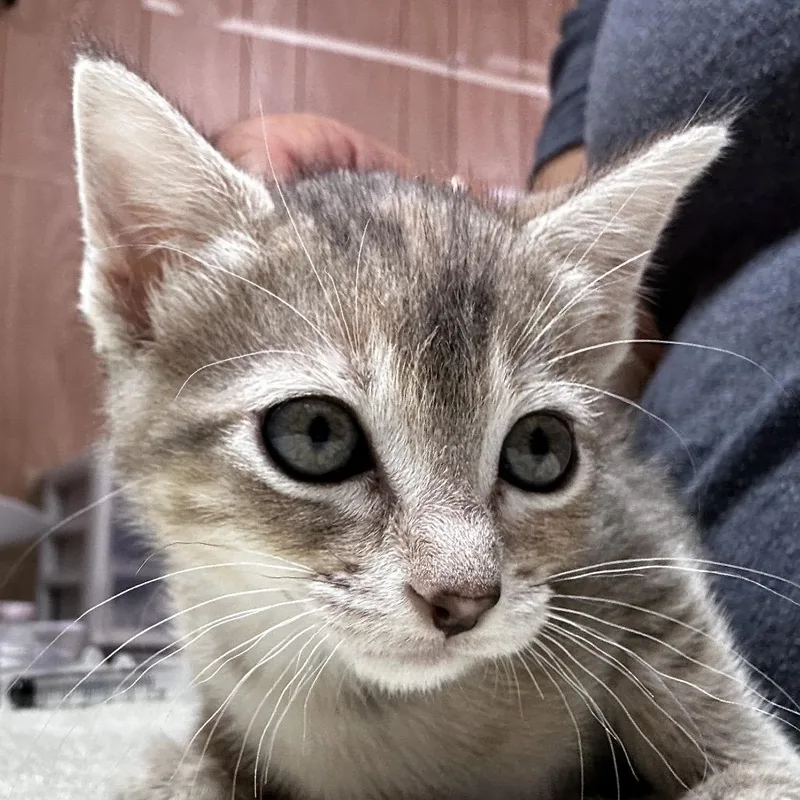 A baby small-sized female Buff / Tan / Fawn Domestic Short Hair cat named Hazbin for adoption in Leander, TX