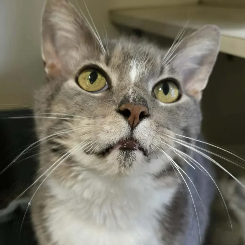 A senior large-sized male Domestic Short Hair cat named Randy for adoption in Park Falls, WI