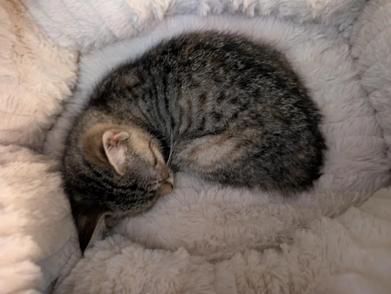 A young medium-sized female Tabby (Tiger Striped) Domestic Short Hair cat named Valentina for adoption in Alexander, NY