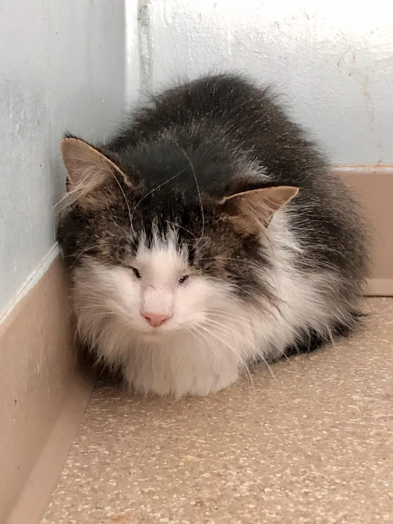 Cookie Dough thumbnail 2