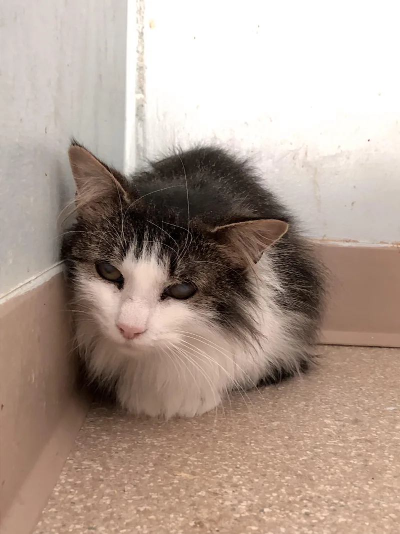 Cookie Dough thumbnail 3