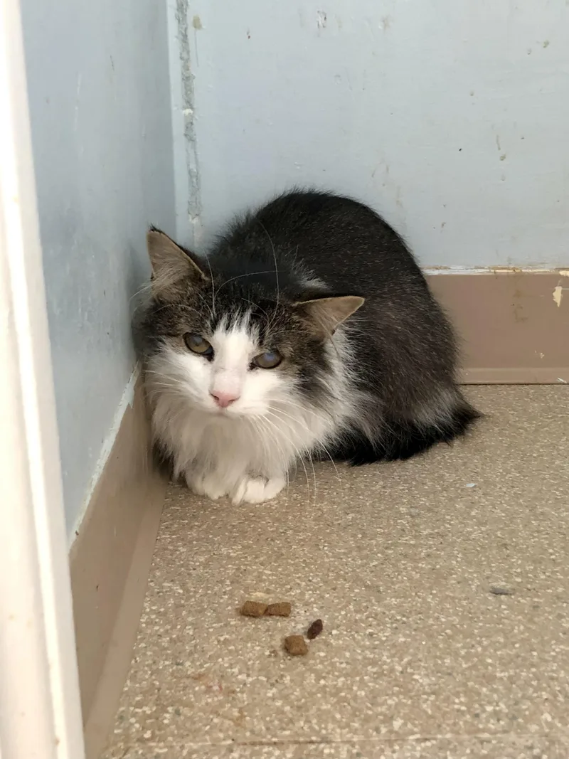 Cookie Dough thumbnail 5