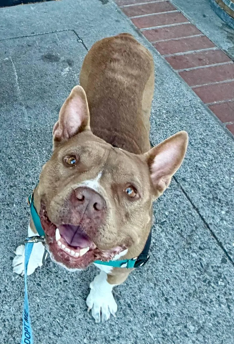 A senior large-sized male American Staffordshire Terrier dog named Twix for adoption in San Jose, CA