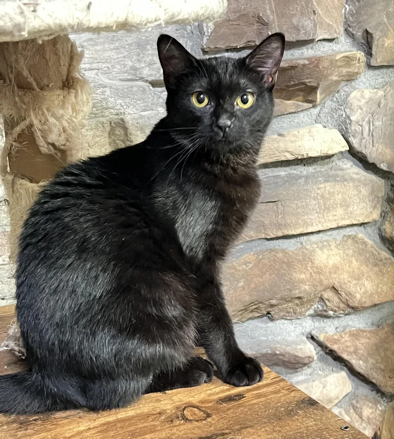 A young medium-sized female Black Domestic Short Hair cat named Penny for adoption in Mesa, AZ
