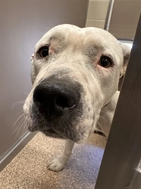 A young large-sized male Pit Bull Terrier dog named Capone for adoption in Albuquerque, NM