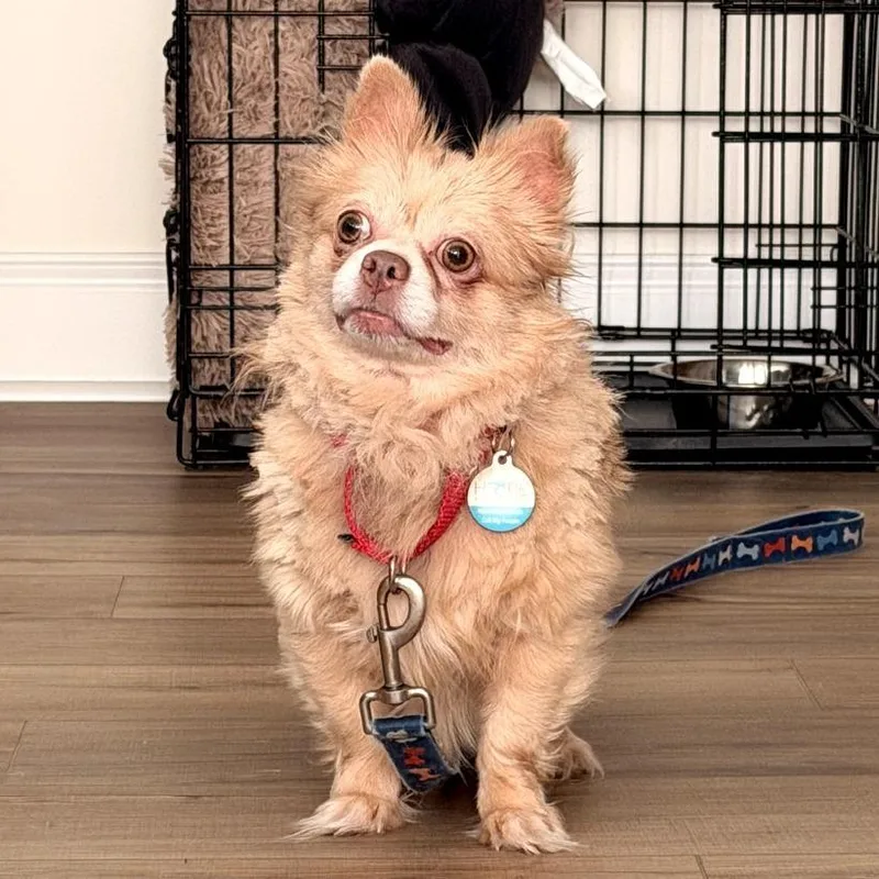 A senior small-sized male Yellow / Tan / Blond / Fawn Chihuahua dog named Peanut for adoption in Durham, NC