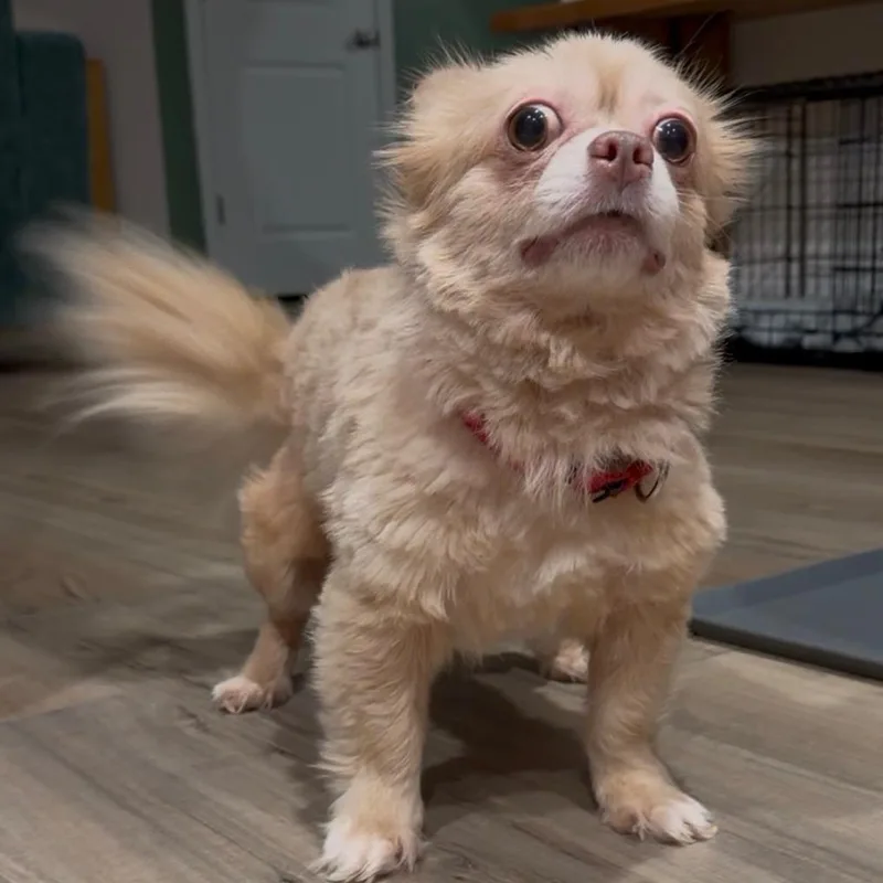 Peanut thumbnail 6