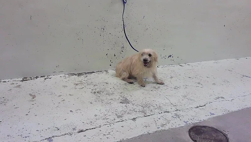 Peanut