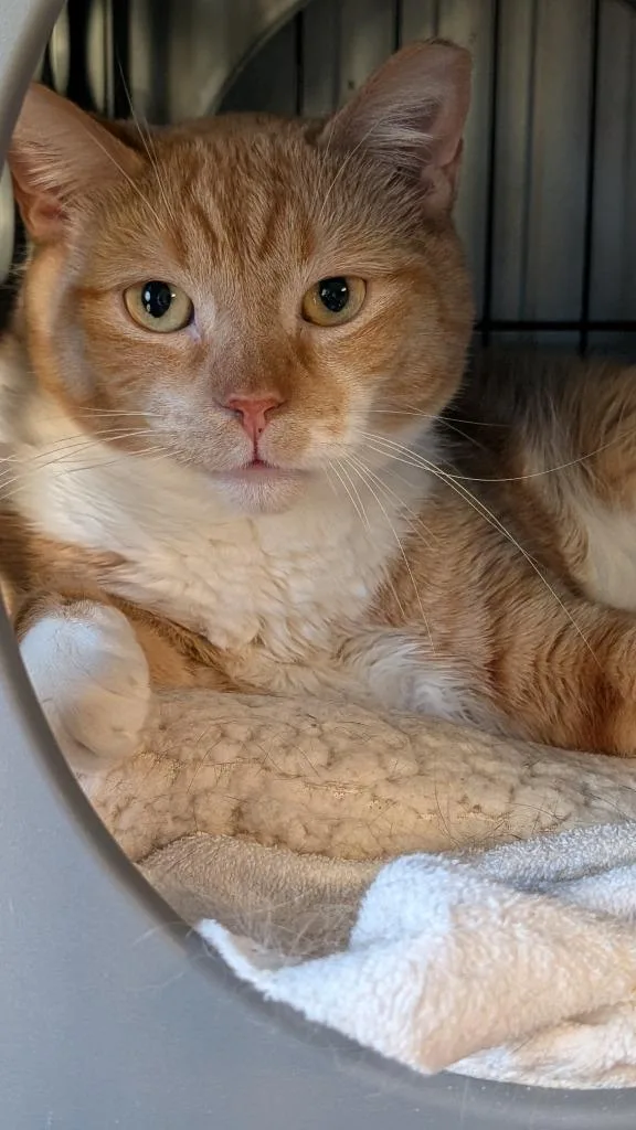 An adult medium-sized male Domestic Short Hair cat named Travis Bonded With Taylor for adoption in Windsor, CT