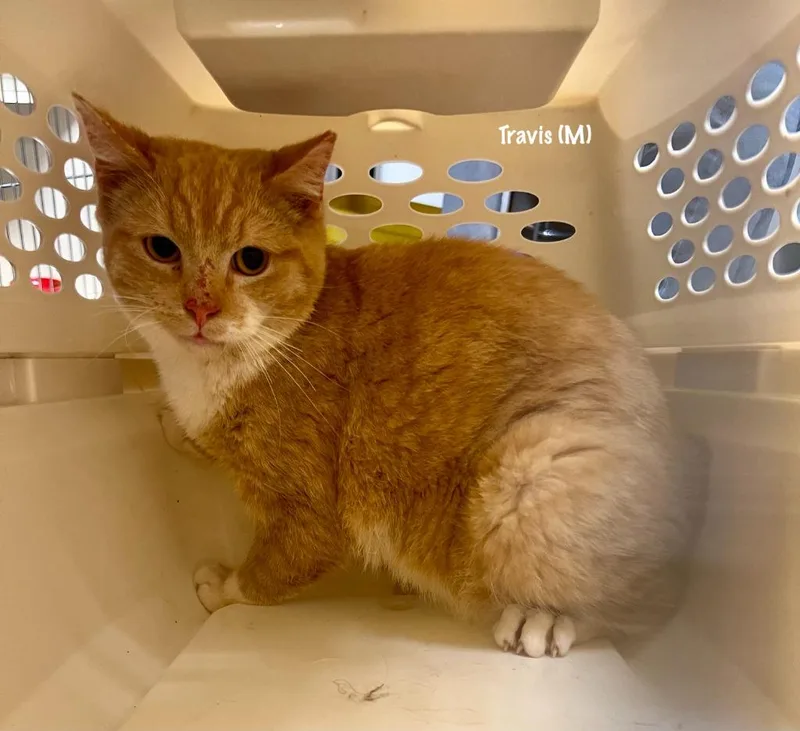 Travis Bonded With Taylor thumbnail 2