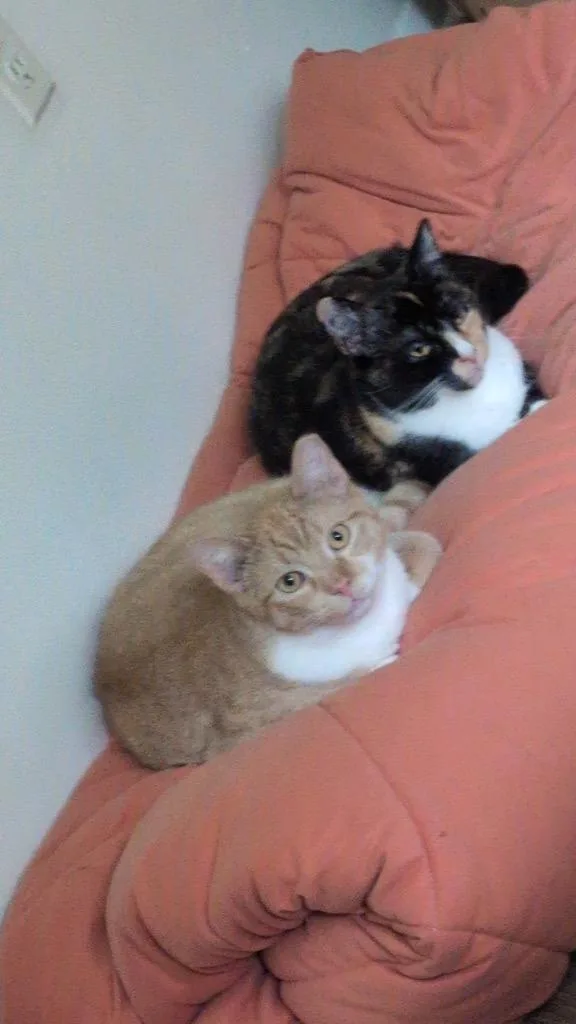 Travis Bonded With Taylor thumbnail 3