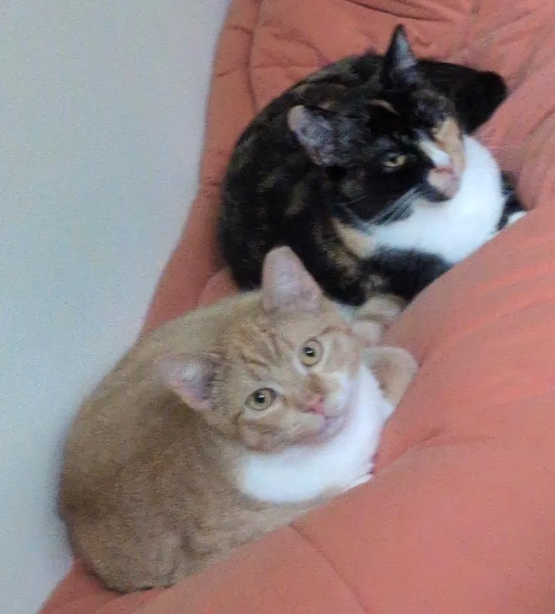 Travis Bonded With Taylor thumbnail 4